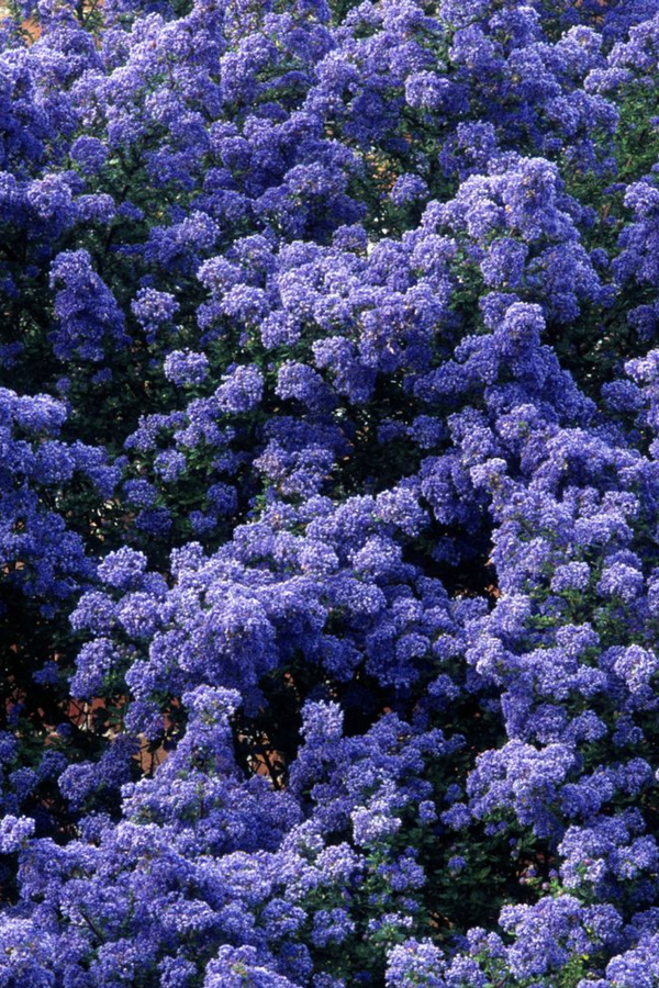 標本 Australia Themognatha fortnumi 29mm Цеанотус Блю Маунд ціна, купити, Київ Ceanothus Blue Mound, догляд